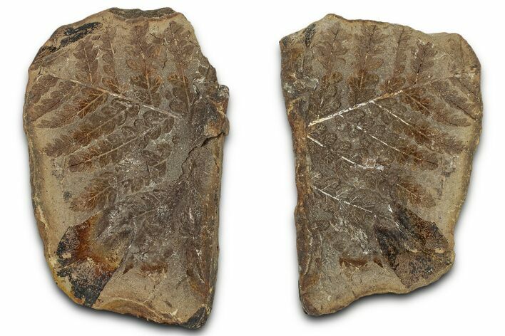 Fossil Fern (Mariopteris) Nodule Pos/Neg - Mazon Creek #325901